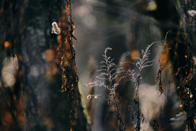 Close-up of dead plants