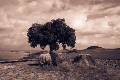Tree on field against sky