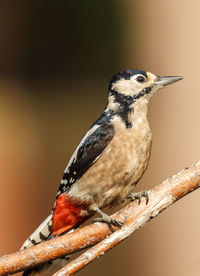 Close-up of bird perching