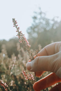 Close-up of hand holding flowering plant