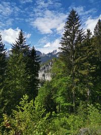 Trees in forest against sky