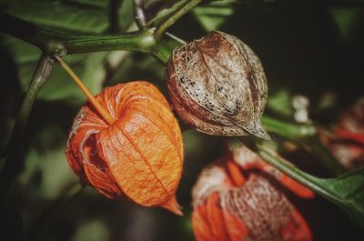 Close-up of fruit on plant