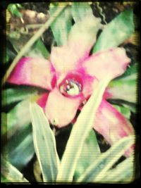 Close-up of pink flowers