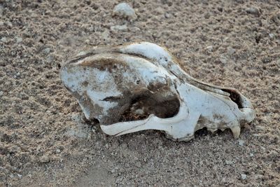 High angle view of animal skull on sand