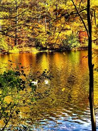 Scenic view of lake in forest during autumn