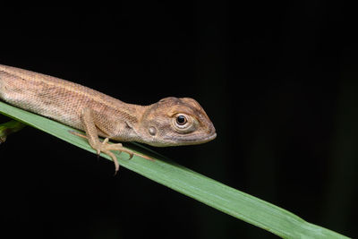 Close-up of lizard