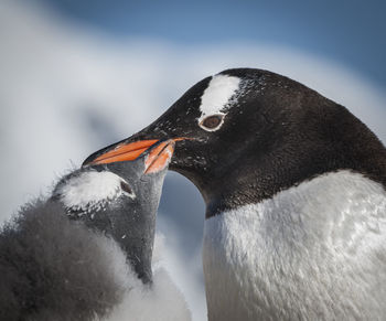 Close-up of penguin