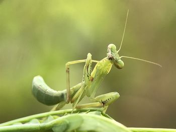 Close-up of insect on plant