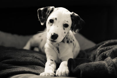 Close-up portrait of dog sitting