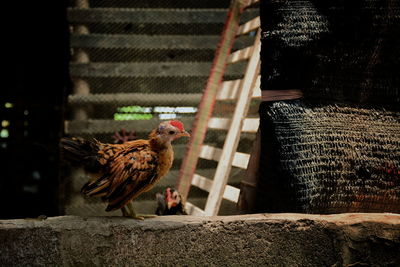 Dwarf chicken in the farm