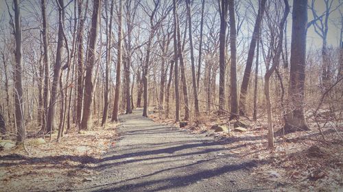 Bare trees in forest