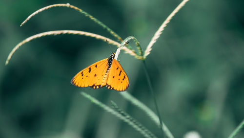 Orange black butterfly closeup image in green blur background