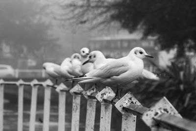 Close-up of bird perching outdoors