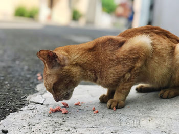 Close-up of a cat on footpath