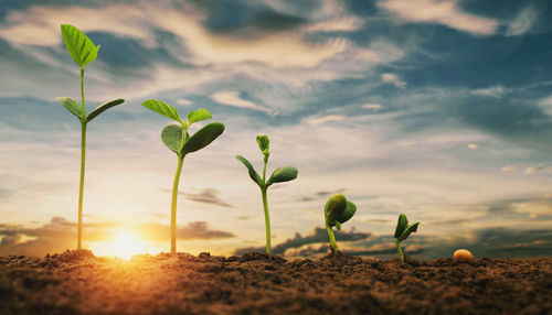 Close-up of plant growing on field against sky