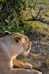 Close-up of lion