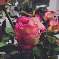 Close-up of pink rose blooming outdoors