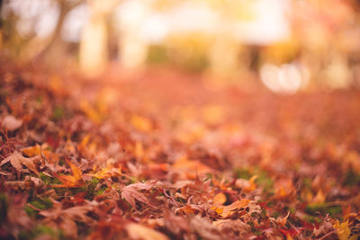 Close-up of fallen maple leaves on field