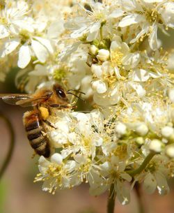 Close-up of bee on white flowers