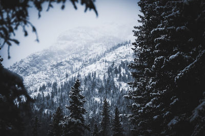 Trees on snow covered landscape