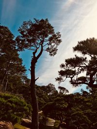 Low angle view of trees in forest against sky