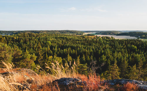 Plants growing on land against sky