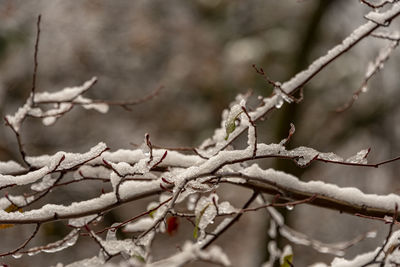 Close-up of frozen plant