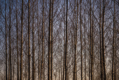 Full frame shot of bare trees in forest