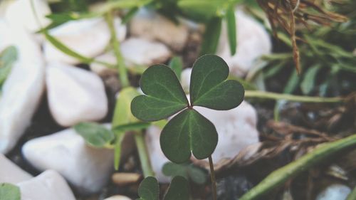 Close-up of fresh green leaves