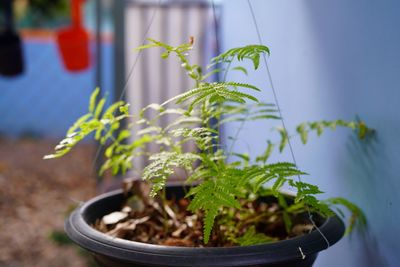 Close-up of potted plant