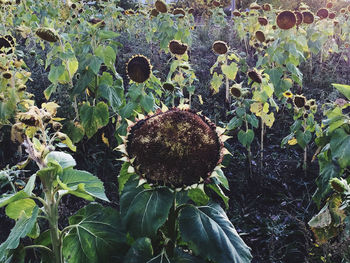 Close-up of plant growing on field