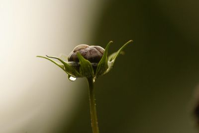 Close-up of flower buds