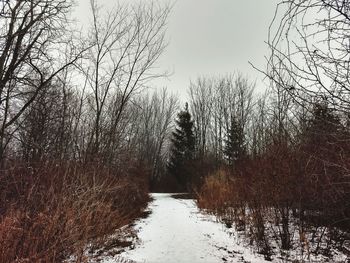 Bare trees in forest during winter against sky