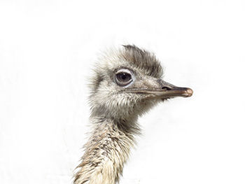 Close-up of a bird against white background