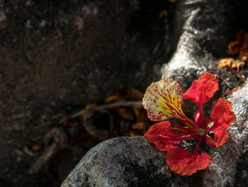 High angle view of red flowering plant on rock