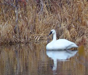 White swan in calm lake