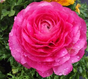 Close-up of pink rose