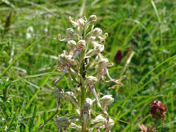 Close-up of flowering plant on field