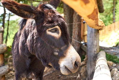 Close-up of a horse