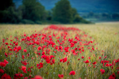 Close-up of red poppy flowers on field