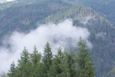High angle view of pine trees in forest