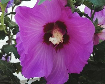 Close-up of pink flower
