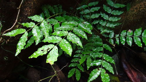 High angle view of leaf on plant