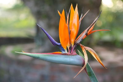 Close-up of orange flower