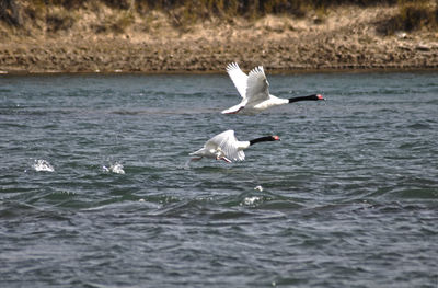 Seagulls flying over sea