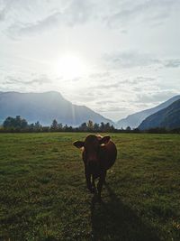 Horse standing in a field