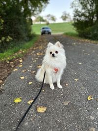 animal