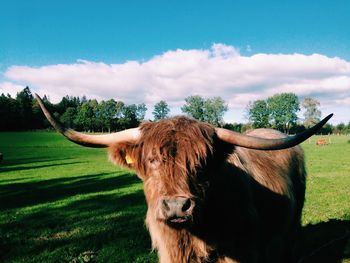 Highland cattle standing on field