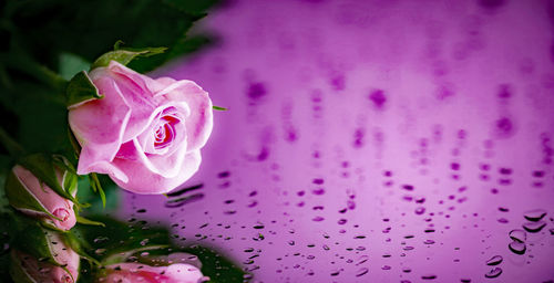 Close-up of pink roses