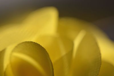 Close-up of yellow flower